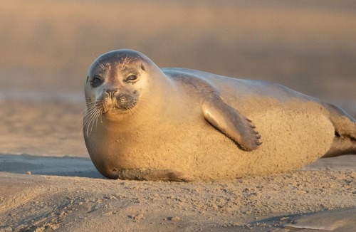 Groffliers Other | Le Clos Saint Joseph - Authie Bay