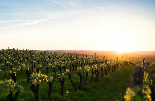 La Haie-Fouassiere Apartment | Le Cocon du Vignoble