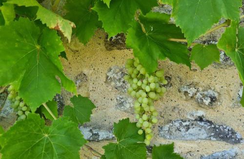 Saint-Sylvestre-sur-Lot Bed & Breakfast | Le Coq en Repos