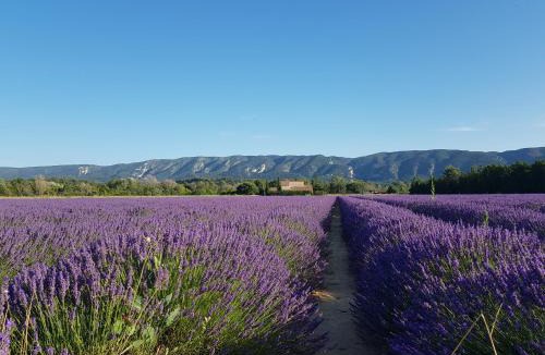 Viens Apartment | Le Cosy Luberon - Viens