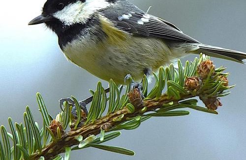 Sarralbe House | le divan