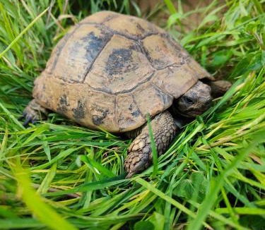 Bayeux House | Le gîte de la tortue