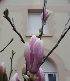 Willerval Villa | Le Gîte du Magnolia