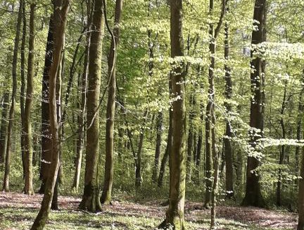 Maubeuge House | Le gite des marcassins