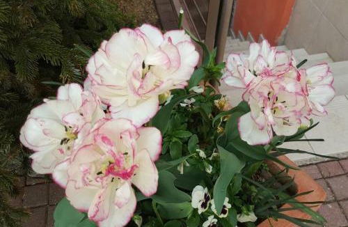 Bilwisheim Apartment | Le gite 'Humulus'