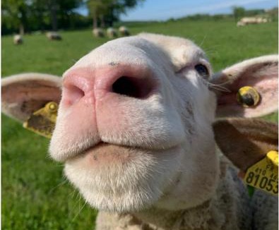 Rhodes Other | Le grenier à paille