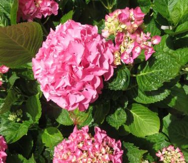 Pleudihen-sur-Rance Bed & Breakfast | Le Jardin à Mordreuc