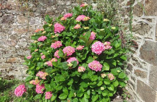 Pleudihen-sur-Rance Bed & Breakfast | Le Jardin à Mordreuc