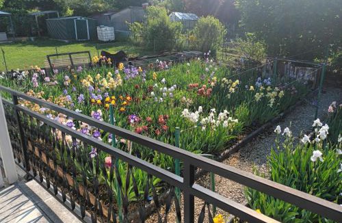 Tonnerre House | Le jardin aux iris