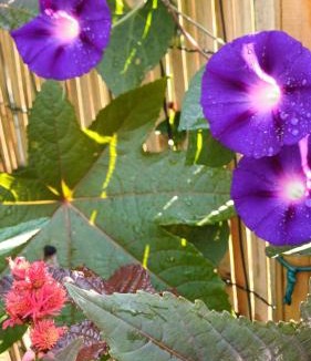 Oderen House | Le Jardin D' Épicure