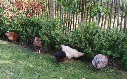 Coudeville-sur-Mer Bed & Breakfast | LE jardin