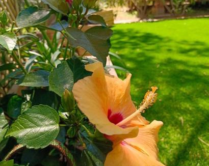 Canet-Plage Other | Le Lagon Rose nice bungalow Camping SIBLU le Mar Estang Canet-en-Roussillon, 2 rooms, 2 bathrooms, 2 TV, free WIFI, sheets & towels included, beach at 5 mn walk