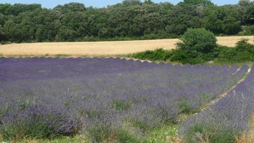 Clansayes House | Le Lavandin