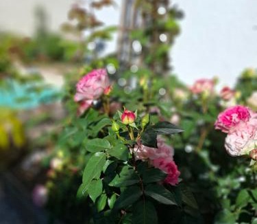 Betaille House | Le Maclo