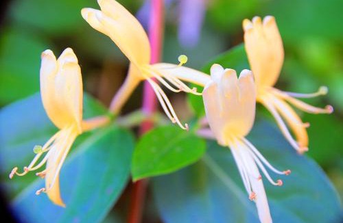 La Rochefoucauld Bed & Breakfast | Le Magnolia