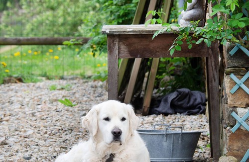 Glanges Cottage | Le Maison Principale