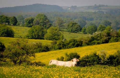 Vitry-Lache Bed & Breakfast | Le Manivert