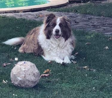 Blaison-Saint-Sulpice Bed & Breakfast | Le Mouton