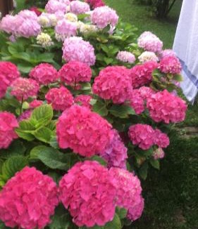 Saint-Cyr-sur-le-Rhone Bed & Breakfast | Le paradis de la Provence