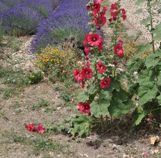Revest-du-Bion House | Le Petit Labouret