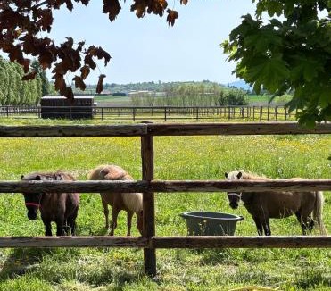 Villeneuve-les-Cerfs House | Le petit paddock