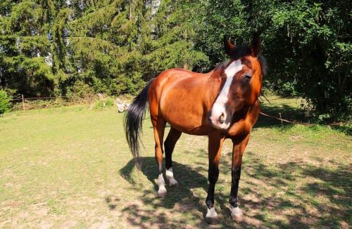 Thurey-le-Mont House | LE PETIT RANCH DU CLOS DE LA CHEVAUCHÉE