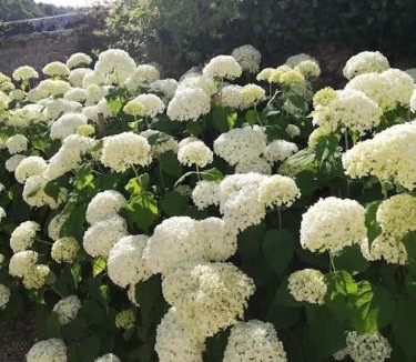 Le Mesnil-sur-Blangy House | Le Pressoir de Cour la Ville