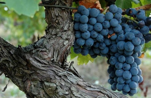 Laure-Minervois Apartment | Le Ramonétage, Vivez une expérience vigneronne