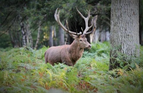 Thoury Ski Chalet | Le refuge de Chambord