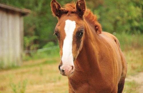 Saint-Martin-de-Caralp Bed & Breakfast | le relais des fees