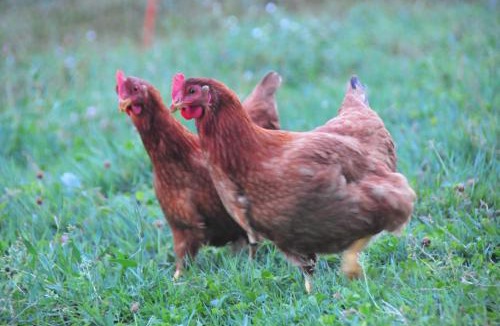 Saint-Martin-de-Caralp Bed & Breakfast | le relais des fees