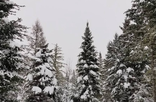 Shannon Ski Chalet | Le Sherwood #12