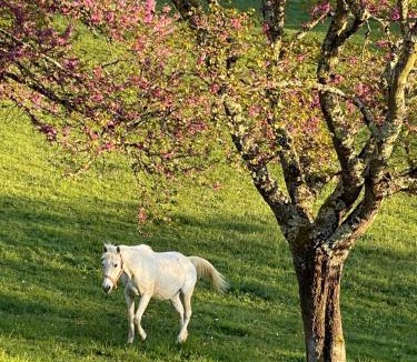 Badefols-sur-Dordogne Bed & Breakfast | Le Sizel