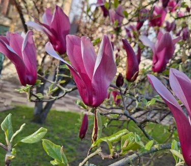 Sedan House | Le temps suspendu