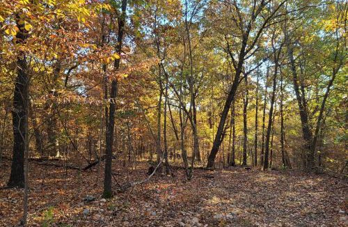 Jay Other | Leaning Tree Woods