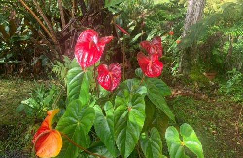 Mountain View Apartment | Lemon Tree Lanai