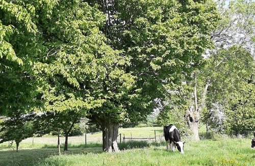 Beaurepaire-sur-Sambre Apartment | Les écureuils
