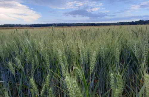 Flexanville Cabin | Les Cabanes d'Isa - Cab'Vert