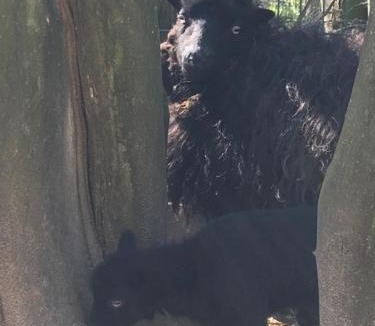 Audinghen House | Les Cabanes de Warincthun