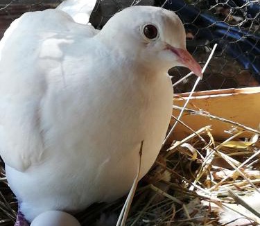 Saint-Dizier-les-Domaines Bed & Breakfast | Les Chambres d'Helix