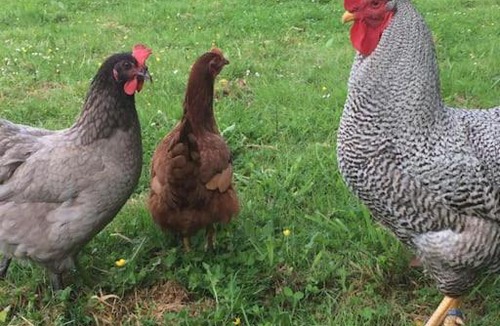 Plogastel-Saint-Germain House | Les Crins de Gaïa