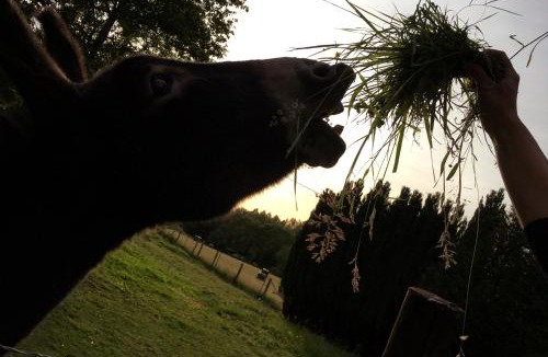 Saint-Sylvestre-de-Cormeilles Bed & Breakfast | les Chevreuils