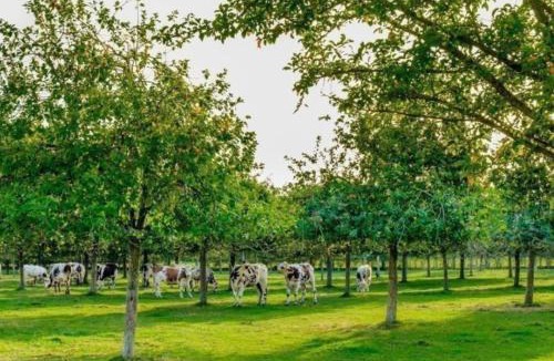 Equemauville Bed & Breakfast | Les gîtes du Mesnil chambre deluxe