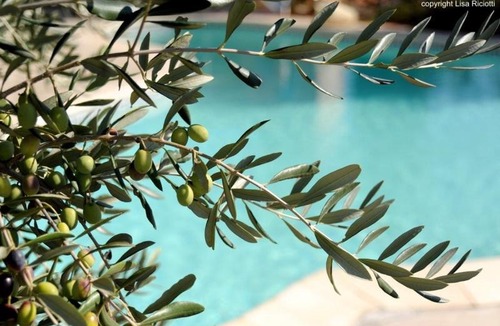 Creissan Bed & Breakfast | Les Hôtes de la Combe Mouis