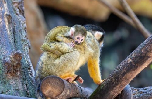 Saint-Aignan Apartment | Les Hameaux de Beauval