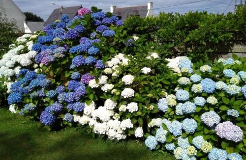 Plouvien Bed & Breakfast | les hortensias