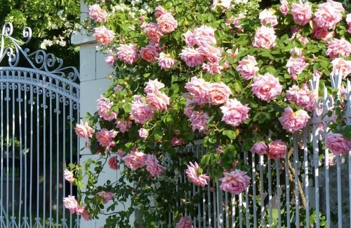 La Roche-Rigault House | Les Jardins de Claunay