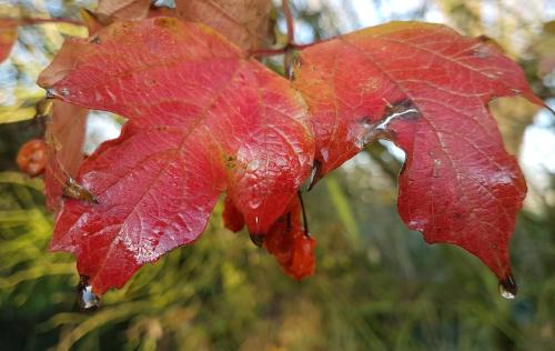 Hoymille Bed & Breakfast | Les Jardins