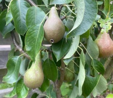 Saint-Laurent-sur-Mer Bed & Breakfast | Les Jardins de L'écume
