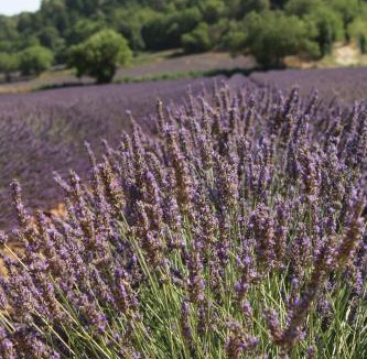 Peyrolles-en-Provence Apartment | les lauriers de Joelle